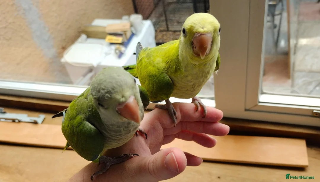 Parakeets birds for sale: Beautiful Hand Reared Quaker Parakeets - Advert 1