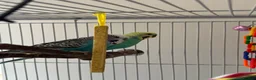 Budgerigars birds for sale: Two beautiful male budgies in Reading - Advert 3