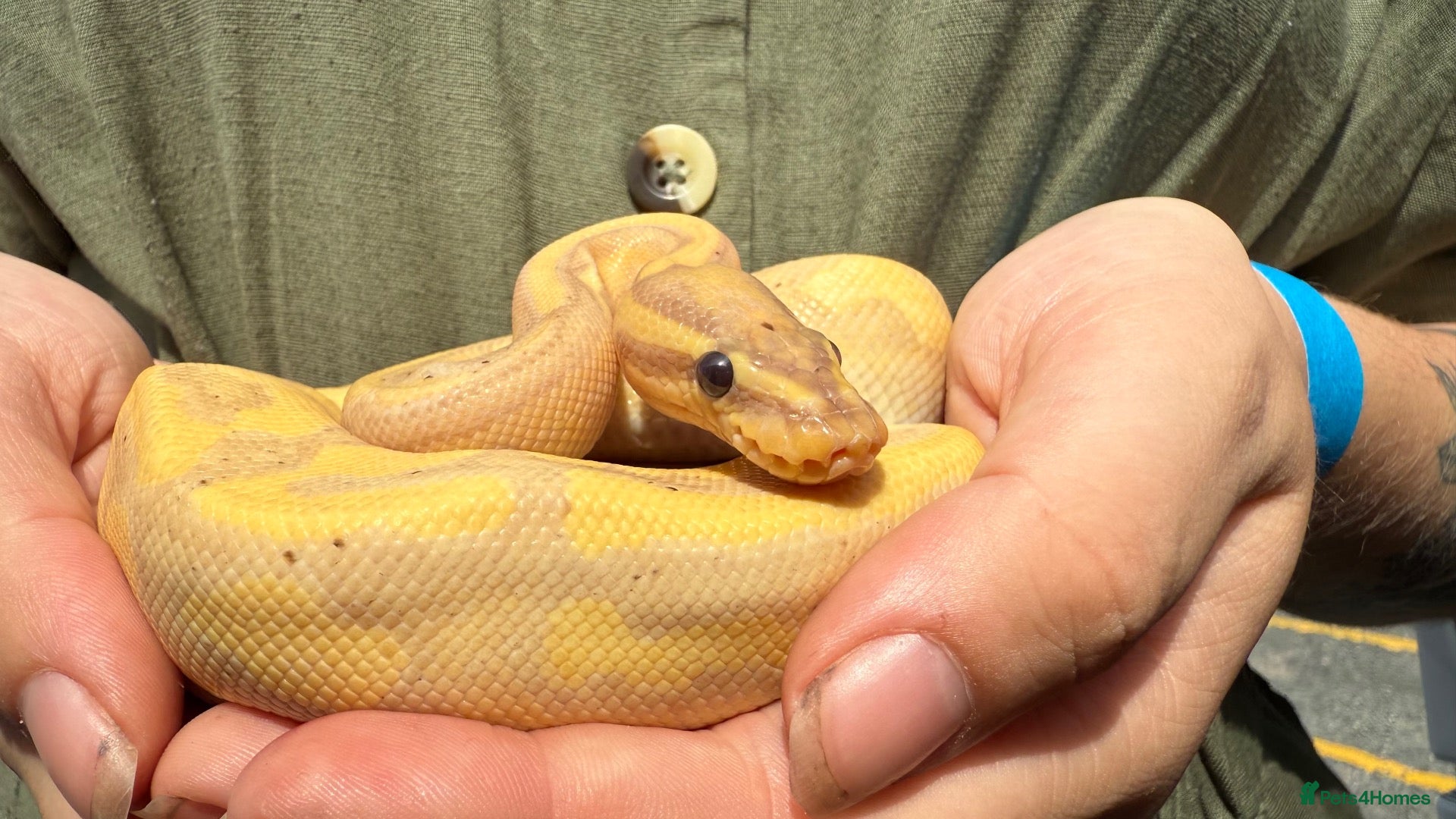 Python Snake reptiles Adult Male Banana Pinstripe Royal Python - Advert 2