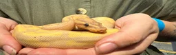 Python Snake reptiles for sale: Adult Male Banana Pinstripe Royal Python - Advert 1