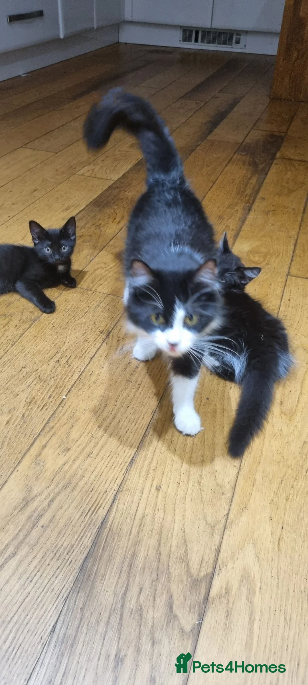 Mixed Breed cats for sale: 3 Little Girls for Sale - Advert 2