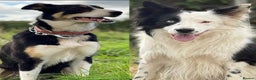 Border Collie dogs for sale: Border collie puppies seeking working/active homes - Advert 4
