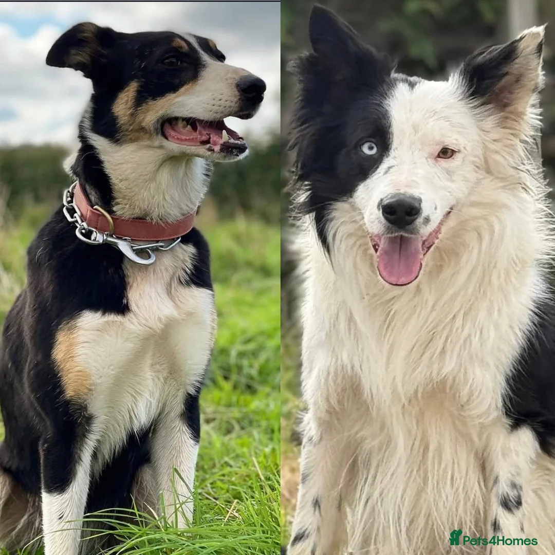 Border Collie dogs for sale: Border collie puppies seeking working/active homes - Advert 6