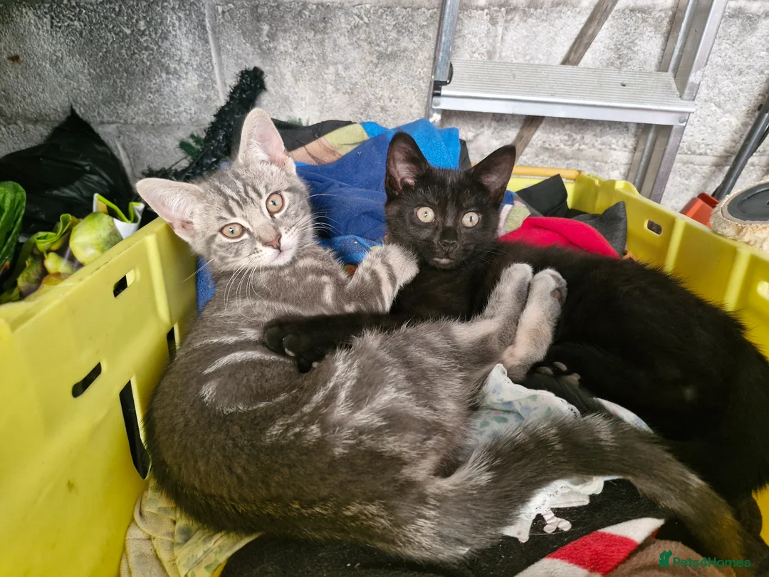Domestic Shorthair cats for sale: Mum and 2female sisters  in Liskeard - Advert 2