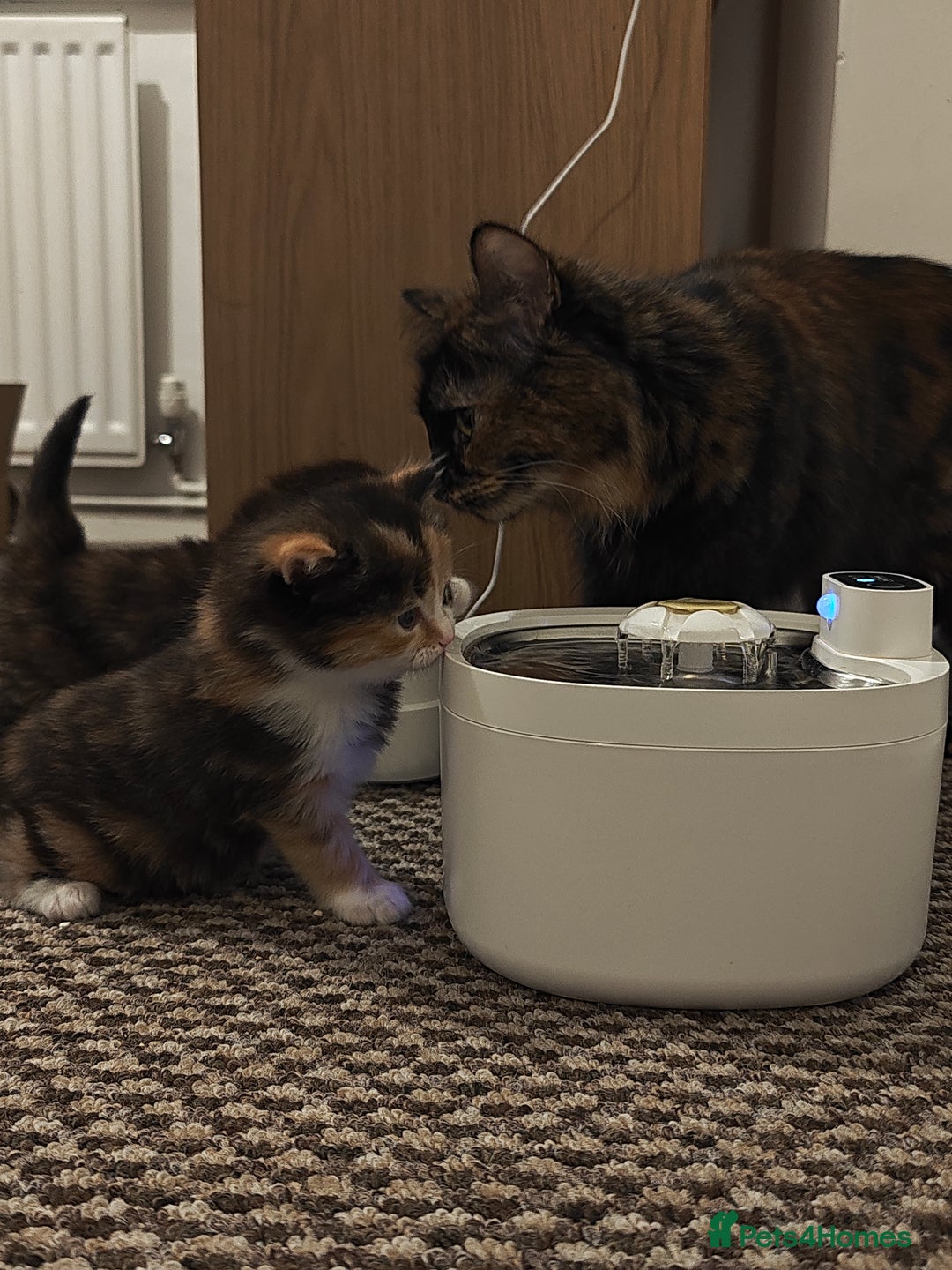 British Longhair cats for sale: British Longhair Cross Kittens  - Advert 11