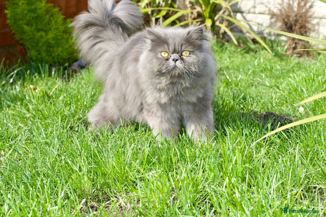 Persian cats for sale: Full pedigree Persian kittens available  - Image 13