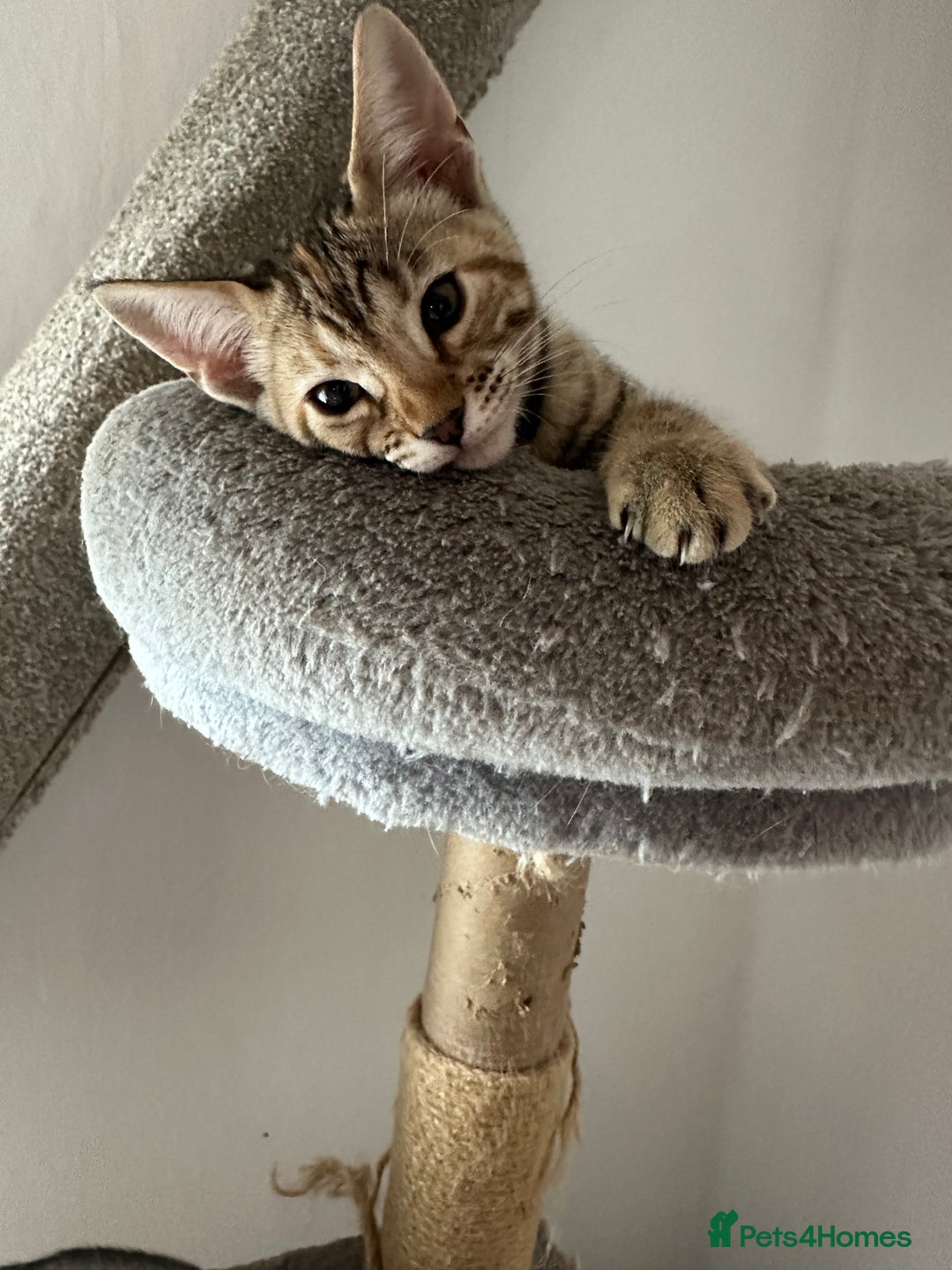 Mixed Breed cats for sale: Crossed BENGALS  - Image 6