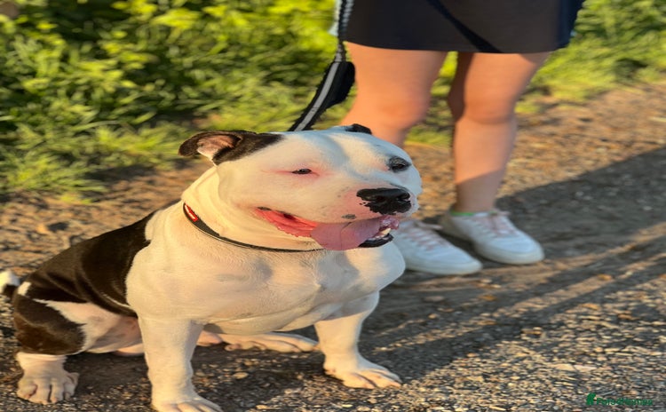 American Bully dogs - Advert 16