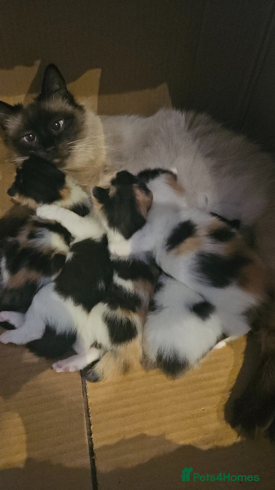 Mixed Breed cats Cute black n White / Ginger kittens - East London - Advert 1