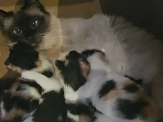 Mixed Breed cats Cute black n White / Ginger kittens - East London - Advert 1