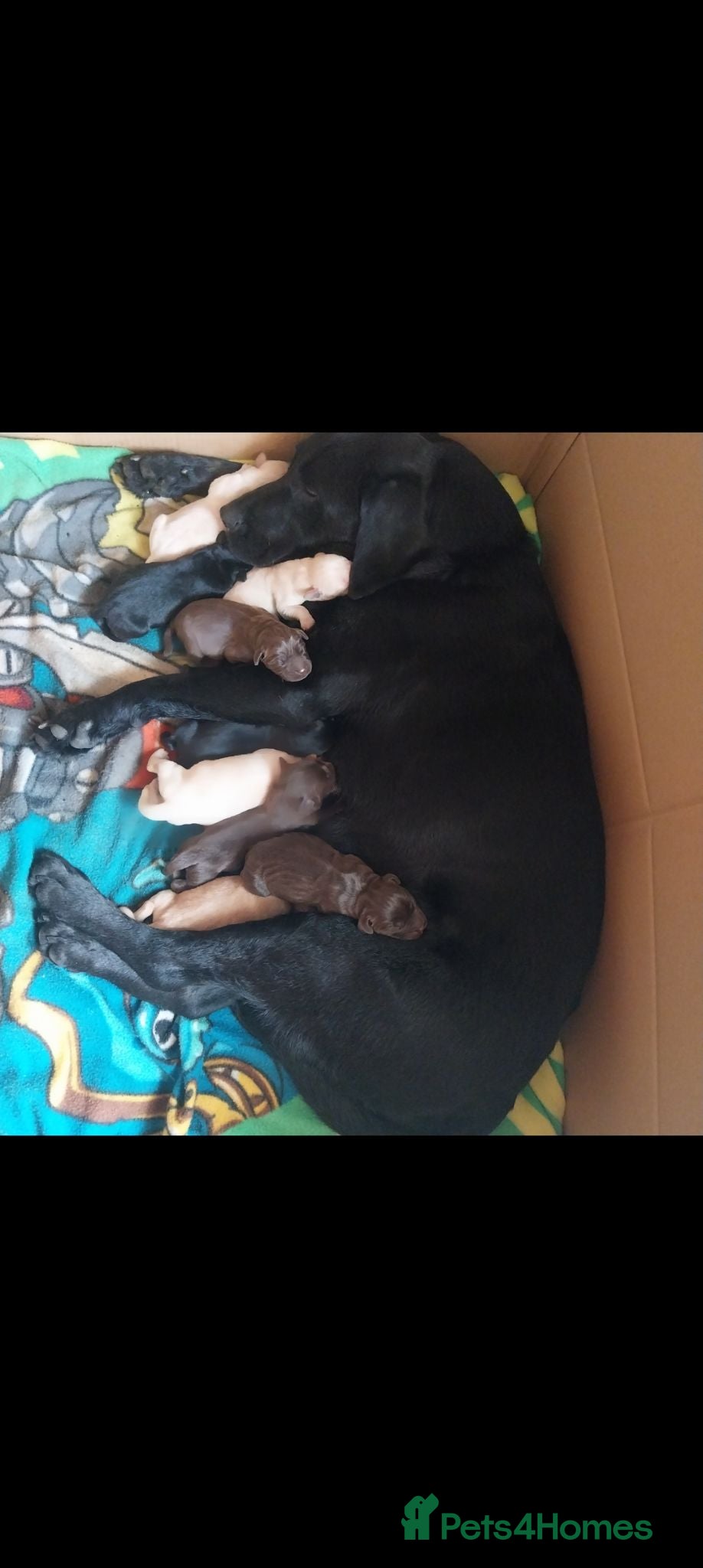 Labrador Retriever dogs Beautiful Labrador puppies  - Advert 1
