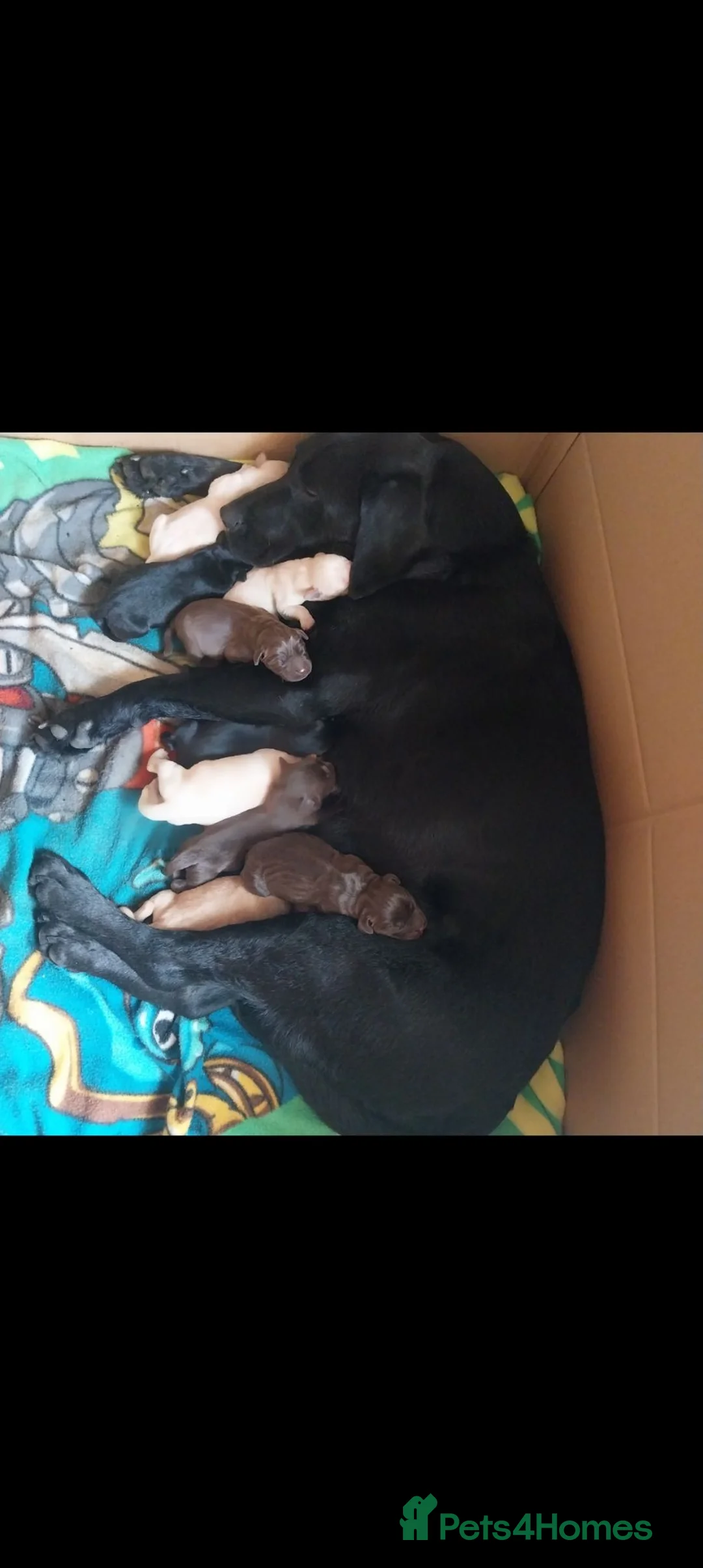 Labrador Retriever dogs for sale: Beautiful Labrador puppies  - Advert 1