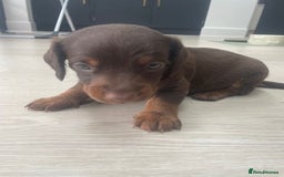 Mixed Breed dogs for sale: Dachshund Cross Pups - Image 16