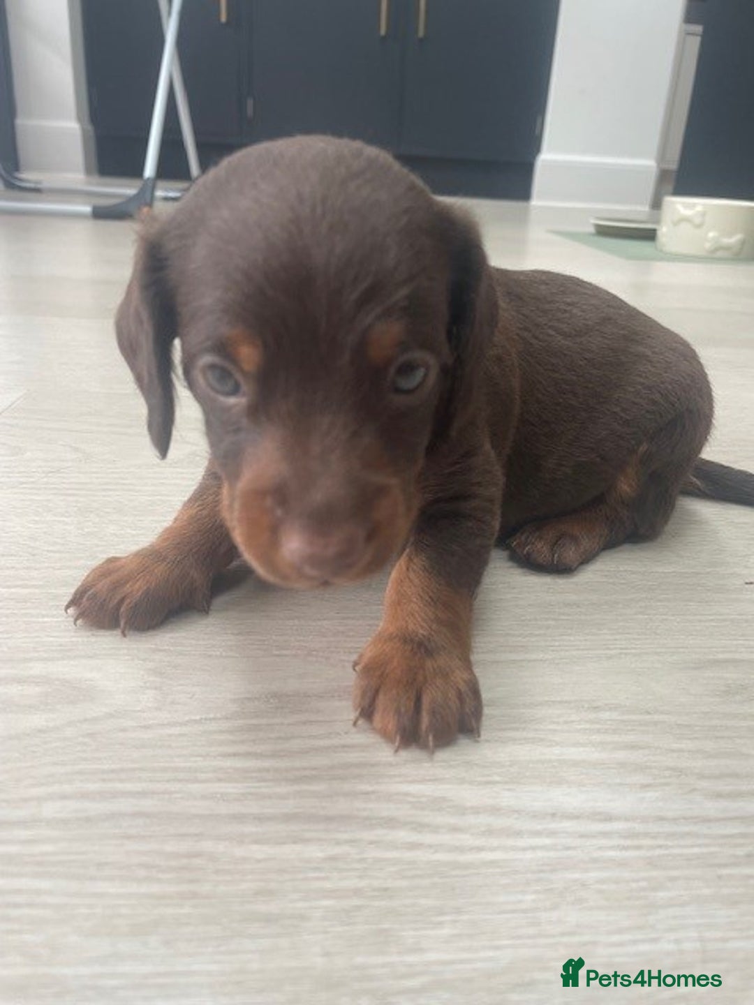 Mixed Breed dogs for sale: Dachshund Cross Pups - Image 16