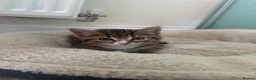 Domestic Shorthair cats for sale: 🐱 Lovely Kittens Looking for Their Forever Homes  - Advert 4
