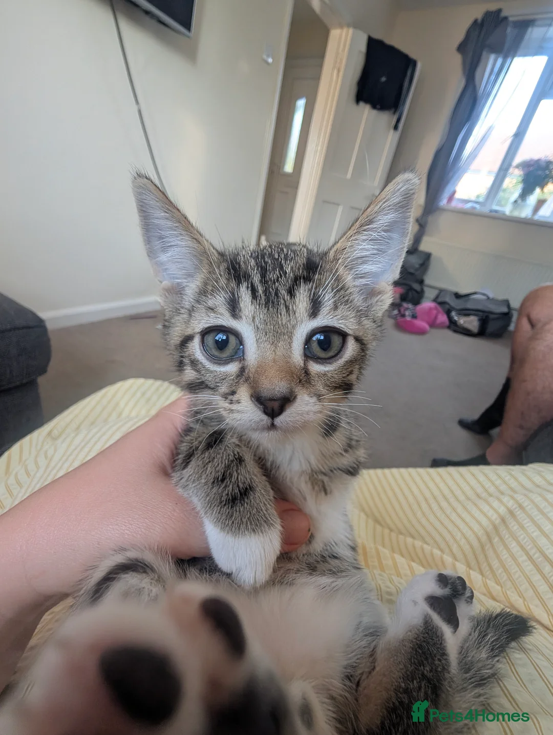 Mixed Breed cats for sale: 3 lovely playful friendly kittens  in Chichester - Advert 2