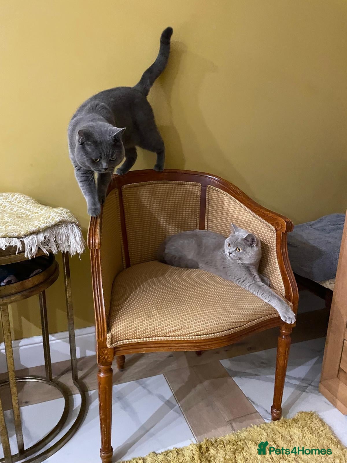 British Shorthair cats Blue British Shorthair - Advert 2