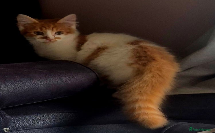 Mixed Breed cats - Advert 17