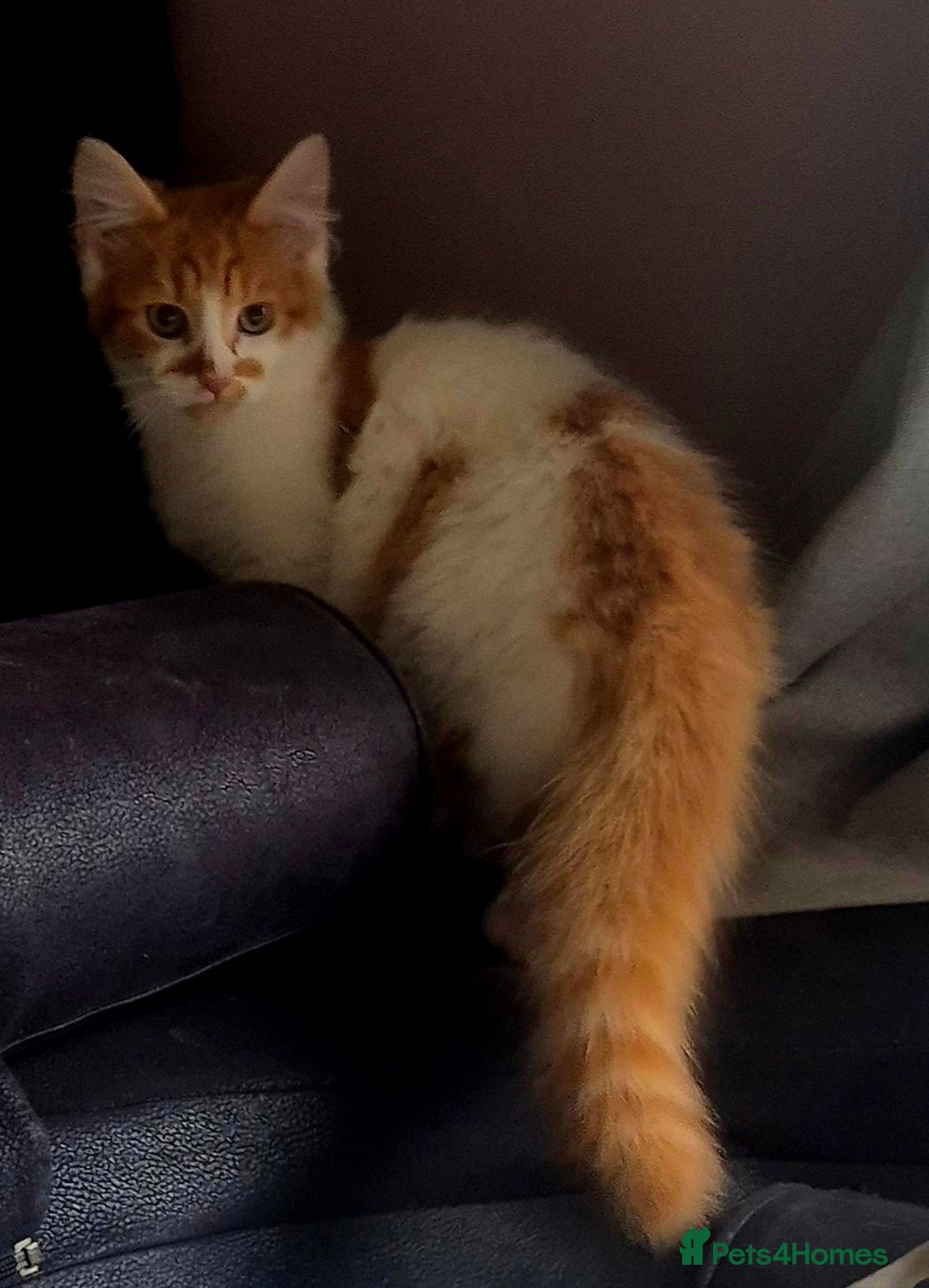Mixed Breed cats for sale: Beautiful kittens - Image 2