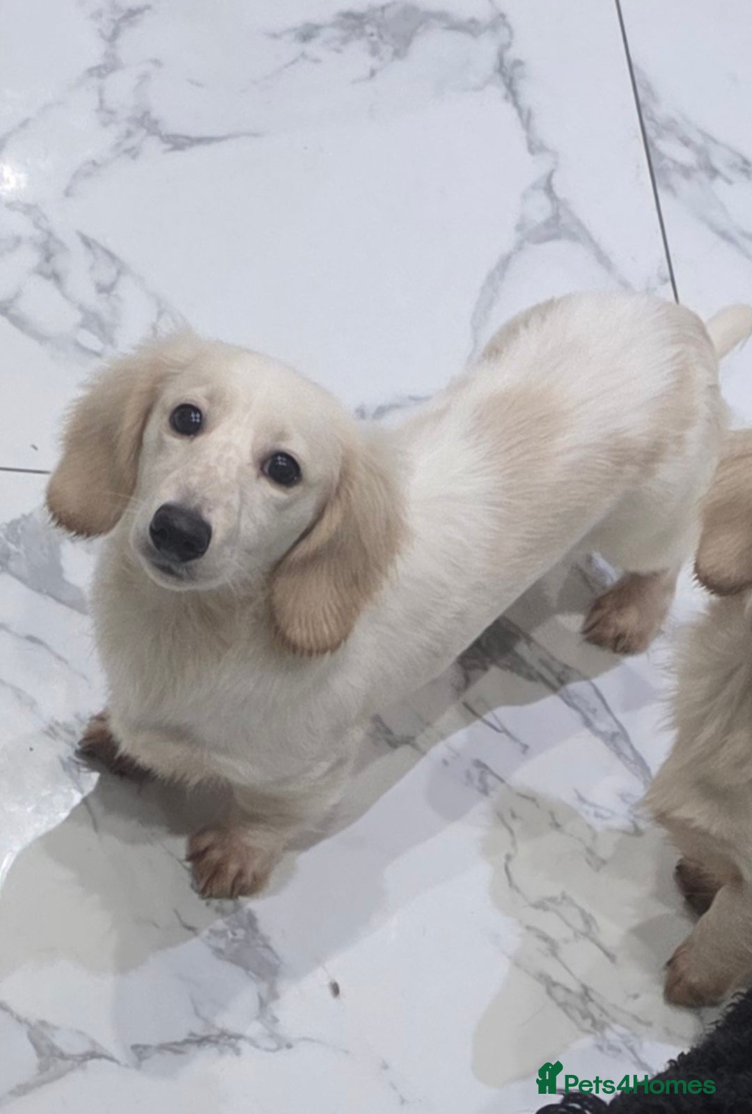Miniature Dachshund dogs for sale: Miniature Dachshund cream piebald long-haired  - Advert 19