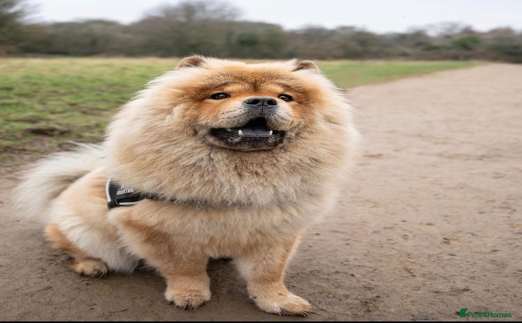 Chow Chow dogs - Advert 1