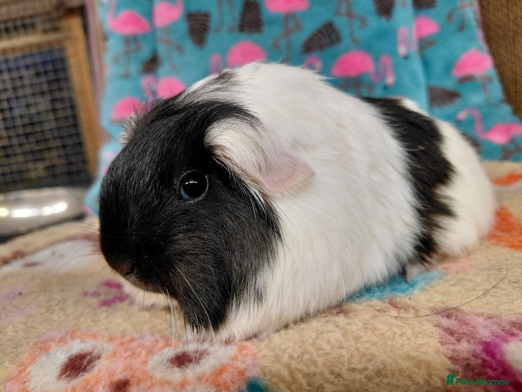 Guinea Pig rodents Baby Longhaired Sheltie Boars/Brothers RTR - Advert 1