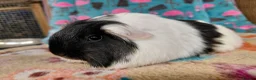 Guinea Pig rodents for sale: Baby Longhaired Sheltie Boars/Brothers RTR - Advert 7