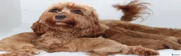 Cavapoo dogs for sale: Quality F1b  Cavapoo puppies - Advert 4