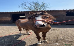 Welsh Section C horses for sale: colt for sale  - Image 1