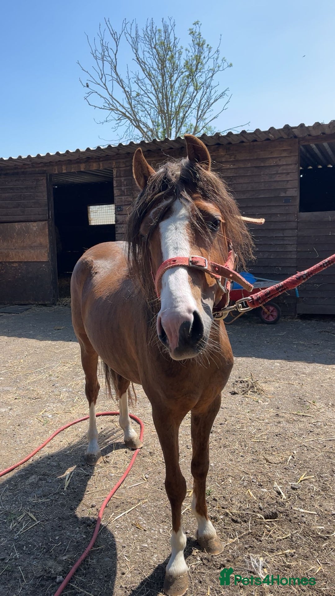 Welsh Section C horses for sale: colt for sale  - Image 1