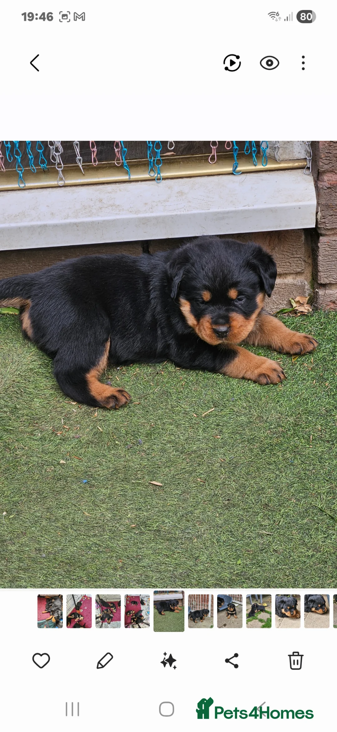 Rottweiler dogs for sale: Beautiful rottweiler puppies  - Advert 10