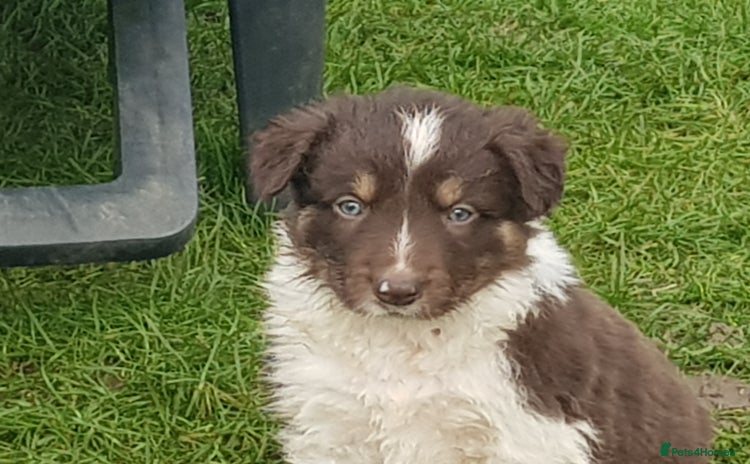 Border Collie dogs - Advert 1