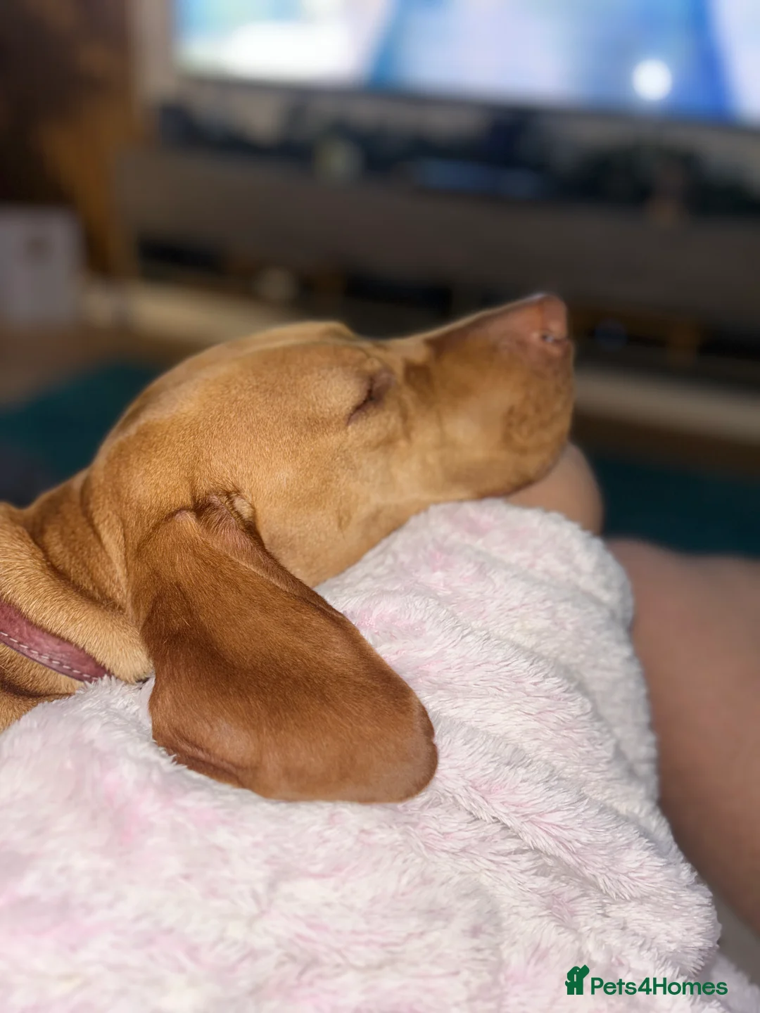 Hungarian Vizsla dogs for sale: Hungarian Vizsla Puppies - Advert 8