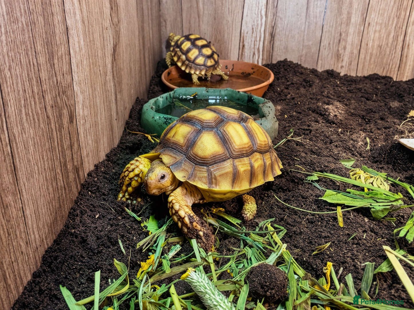 Tortoise reptiles Baby Sulcata Tortoises & Full Set Ups!! - Advert 1