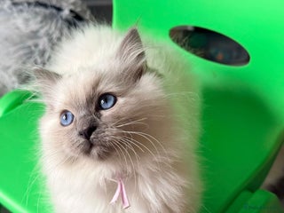 Ragdoll cats READY NOW 6 Beautiful Ragdolls - Advert 8