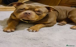 Mixed Breed dogs for sale: Staff x American pocket bully pups  - Image 14