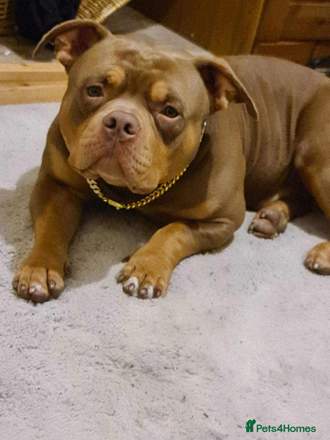 Mixed Breed dogs for sale: Staff x American pocket bully pups  - Image 14