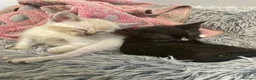 Sphynx cats for sale: LAST FEMALE fluffy half Sphynx kitten - Ready Now  - Advert 18