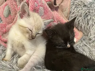 Sphynx cats Last 2x haired Sphynx kittens - Ready Now - Advert 3