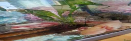 Axolotl reptiles for sale: Breeding pair of Axolotls!  in Buxton - Advert 2
