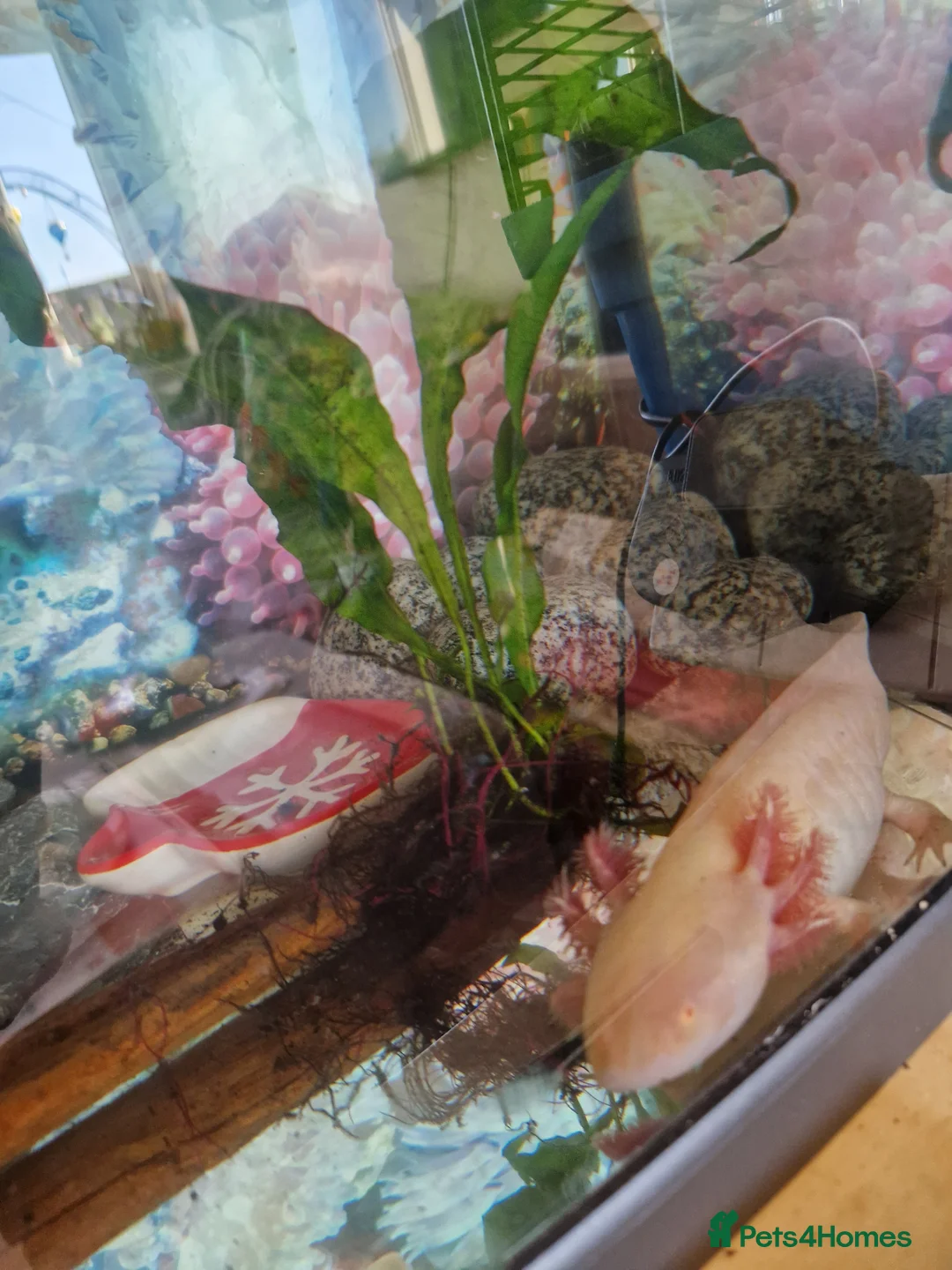 Axolotl reptiles for sale: Breeding pair of Axolotls!  in Buxton - Advert 2