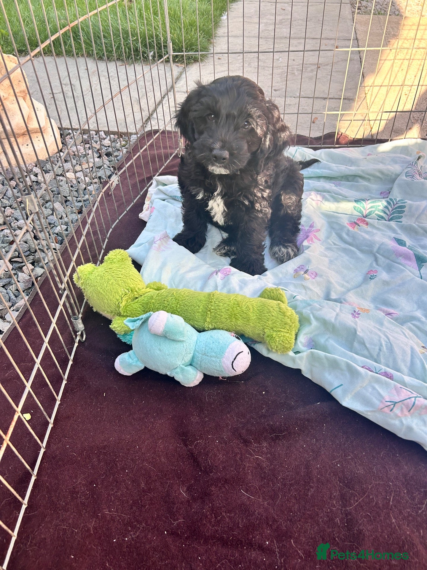 Cockapoo dogs Cockapoo puppy’s for sale  - Advert 14