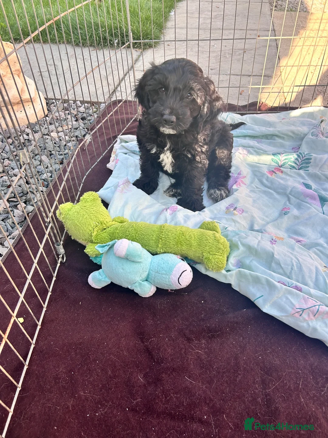 Cockapoo dogs for sale: Cockapoo puppy’s for sale  - Advert 1