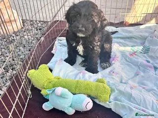 Cockapoo dogs Cockapoo puppy’s for sale - Advert 14