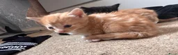 Domestic Shorthair cats for sale: Kittens for sale  - Advert 8