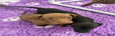Dachshund Puppy 5