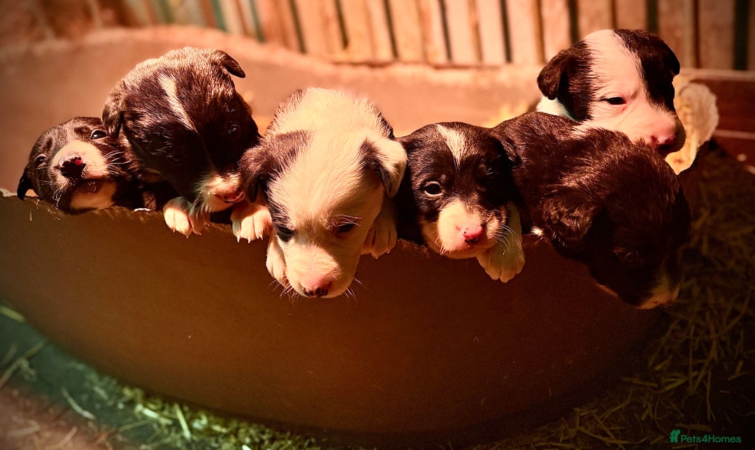 Border Collie dogs for sale: Border collie puppies - Advert 7