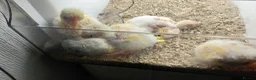 Parakeets birds for sale: Hand reared Kakarikis for sale in Aylesbury - Advert 2