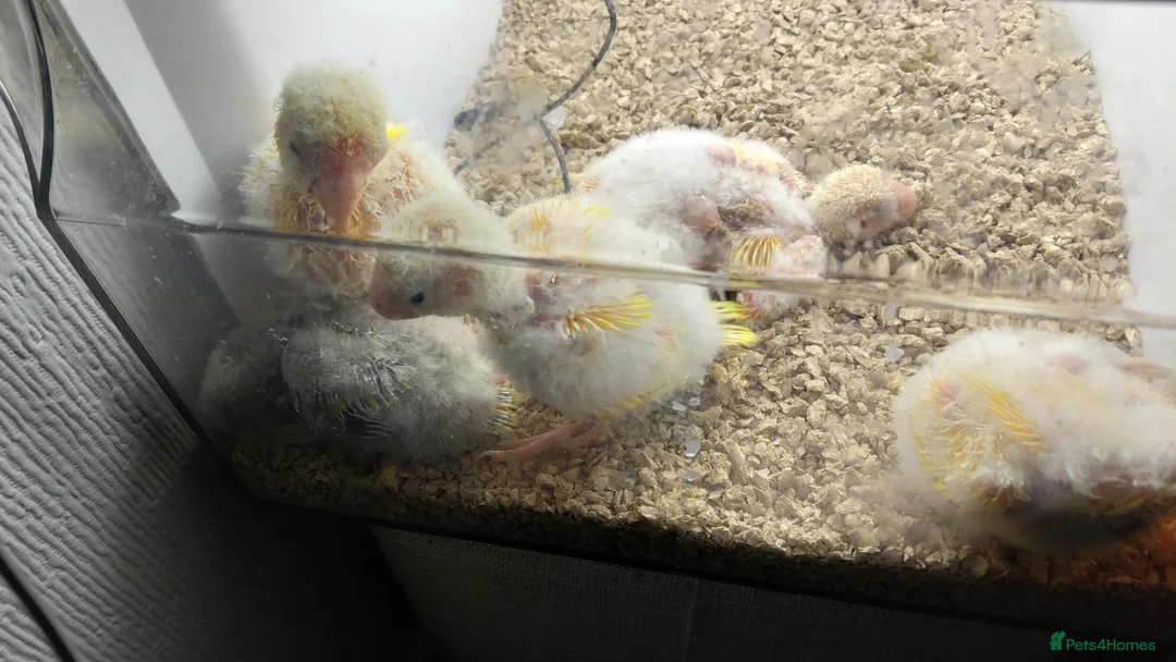 Parakeets birds for sale: Hand reared Kakarikis for sale in Aylesbury - Advert 2