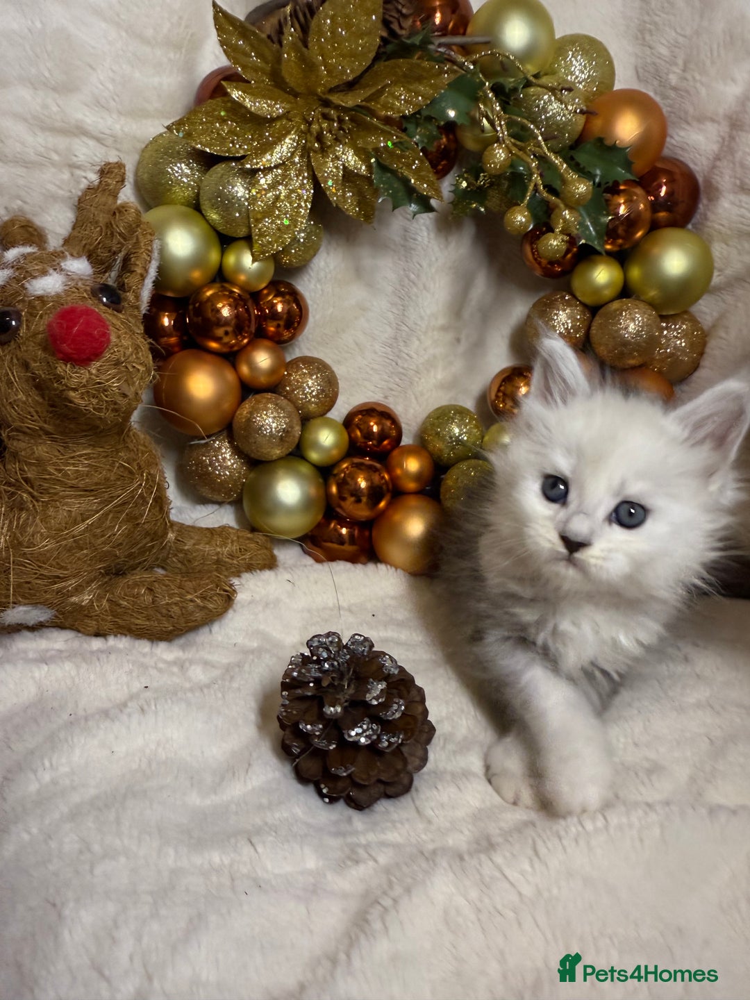 Maine Coon cats for sale: 🏅❤️Champ blood beautiful Mainecoone kittens 🏅 - Advert 15